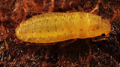 Réf. 251 067 : Atheroides serrulatus